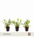 Phlebodium