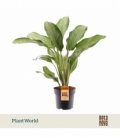 Aglaonema