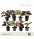 Calathea