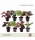 Calathea