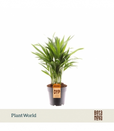 Dypsis
