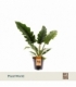 Philodendron