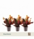 Croton