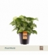 Syngonium