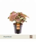 Syngonium