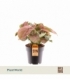 Syngonium