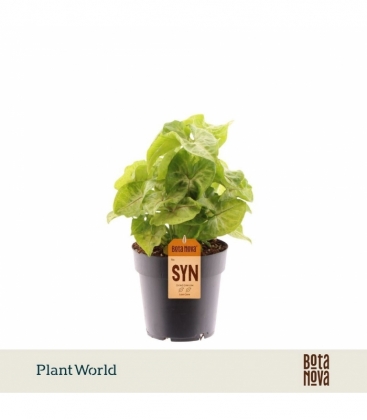 Syngonium