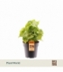 Syngonium