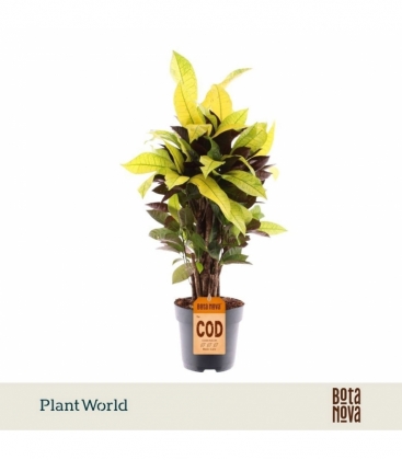 Croton