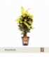 Croton