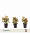 Syngonium