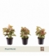 Syngonium
