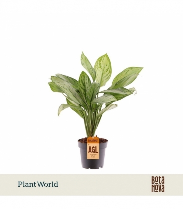 Aglaonema