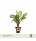 Aglaonema