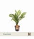 Aglaonema
