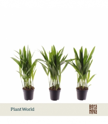 Dypsis