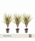 Dracaena