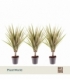 Dracaena