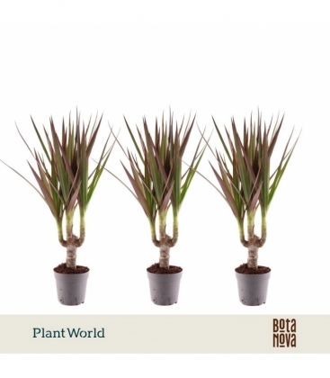 Dracaena