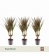 Dracaena
