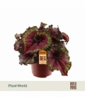 Begonia