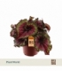 Begonia