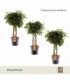 Schefflera