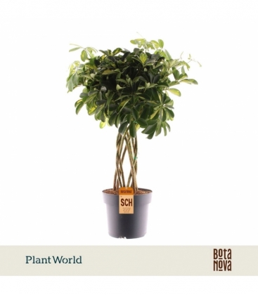 Schefflera