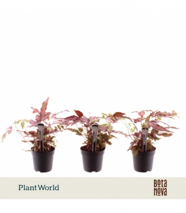 Pteris