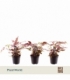 Pteris