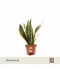 Sansevieria