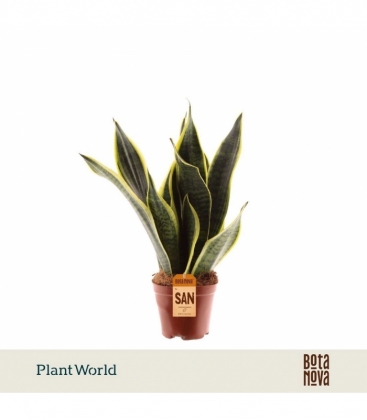 Sansevieria