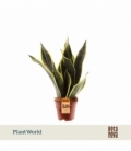 Sansevieria