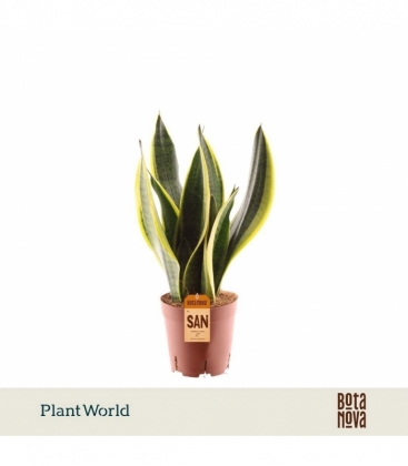 Sansevieria