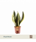 Sansevieria
