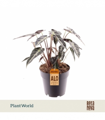 Alocasia