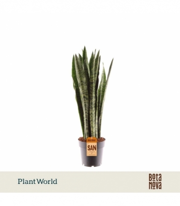 Sansevieria