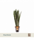 Sansevieria