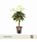 Schefflera
