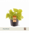 Philodendron