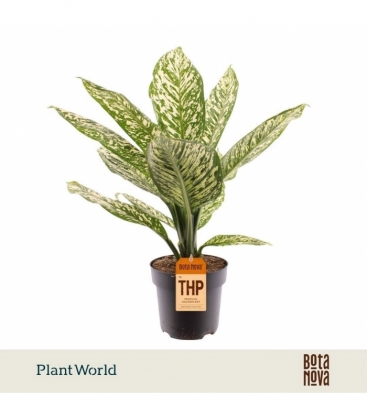 Dieffenbachia