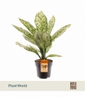 Dieffenbachia