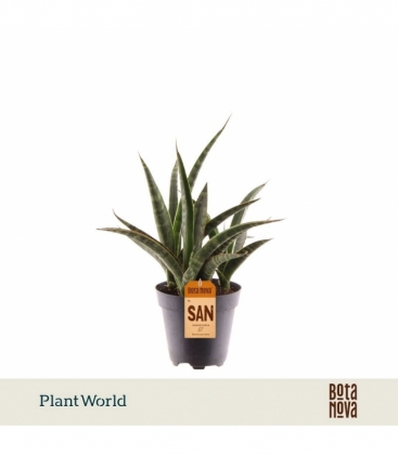 Sansevieria