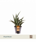 Sansevieria