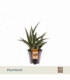 Sansevieria
