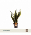 Sansevieria