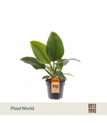 Philodendron