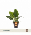 Philodendron