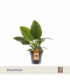 Philodendron