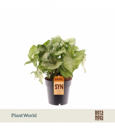 Syngonium